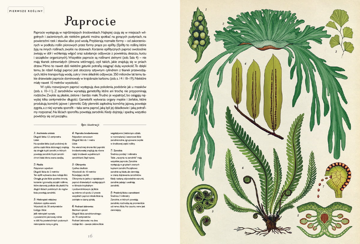 botanicum-muzeum-roślin.12.jpg