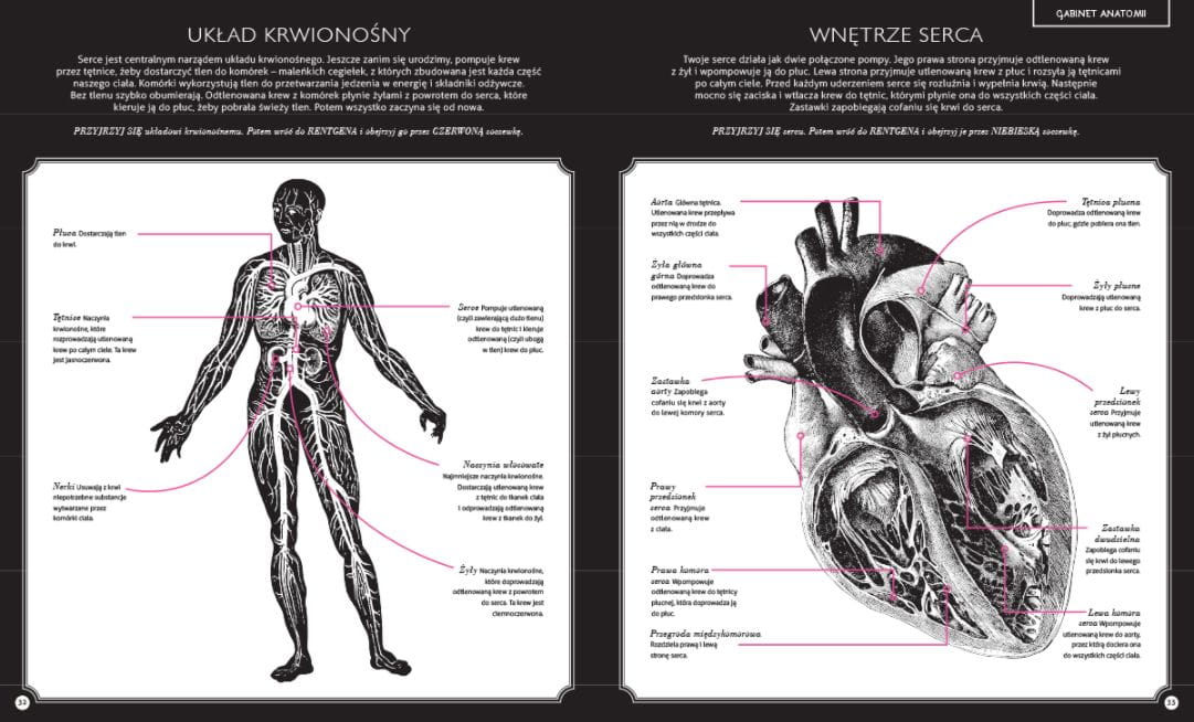 gabinet_anatomii1.jpg