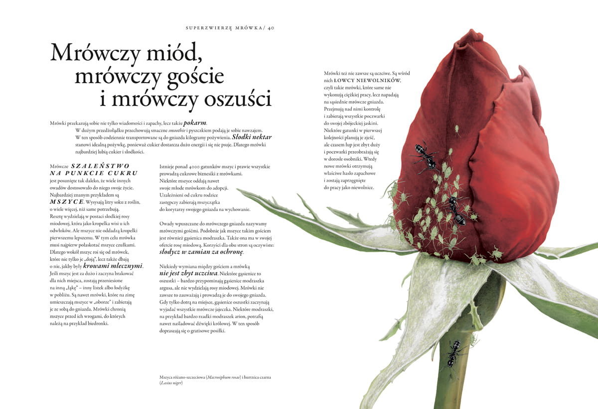 niezwykła_księga_owadów2.jpg